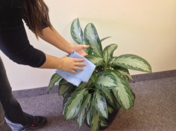 Carefully cleaning a plant